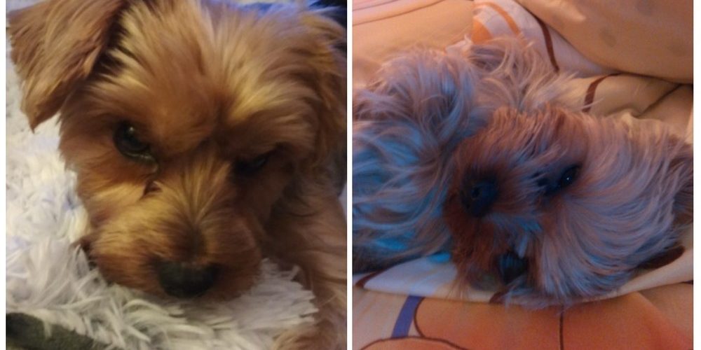 yorki kutyusok
