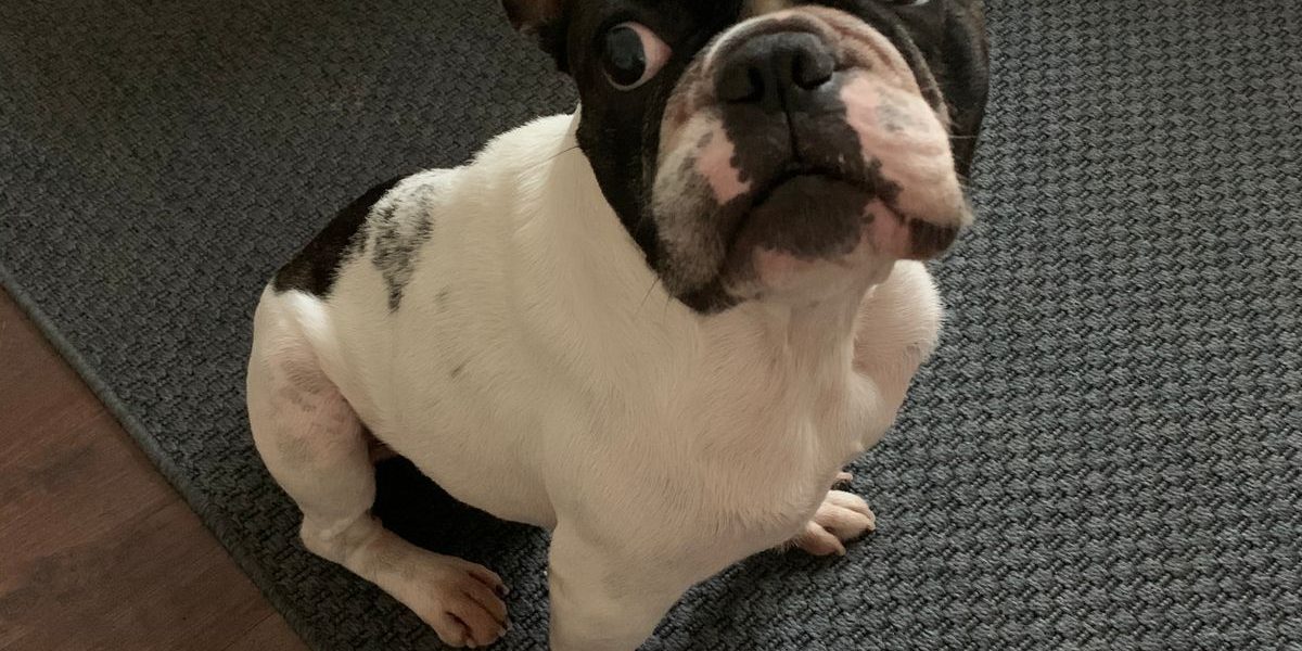 buldog krill energikus kutya