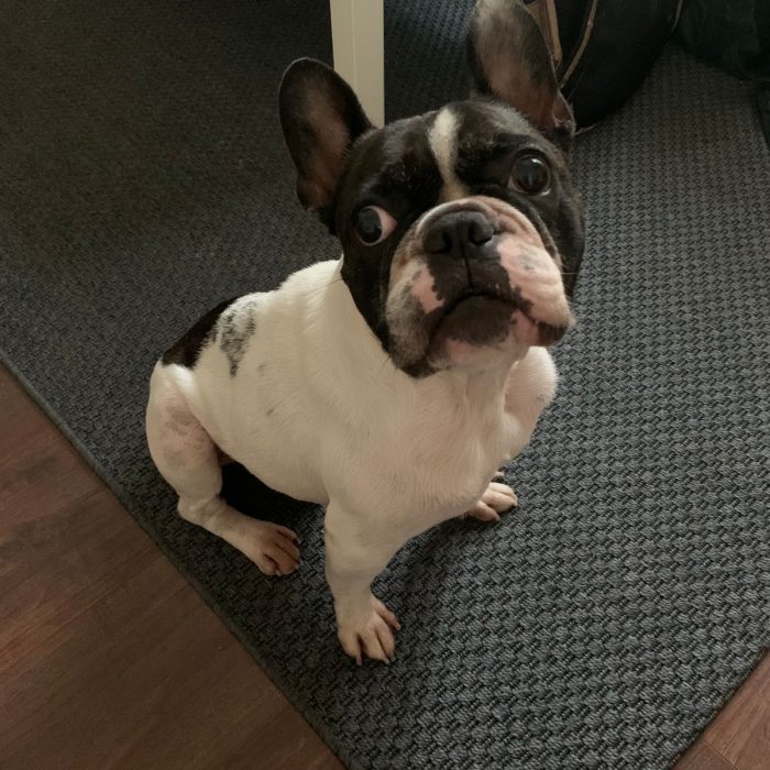 buldog krill energikus kutya