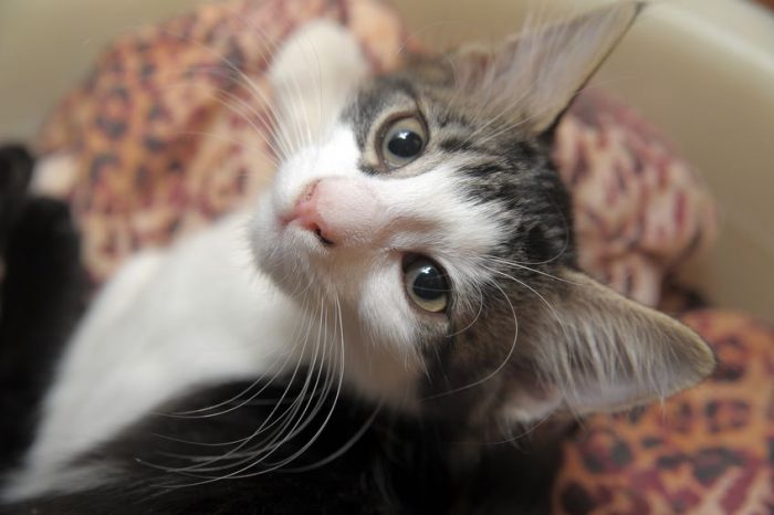 10567579 – gray and white kitten Macska hányás és hasmenés gyógyulása
