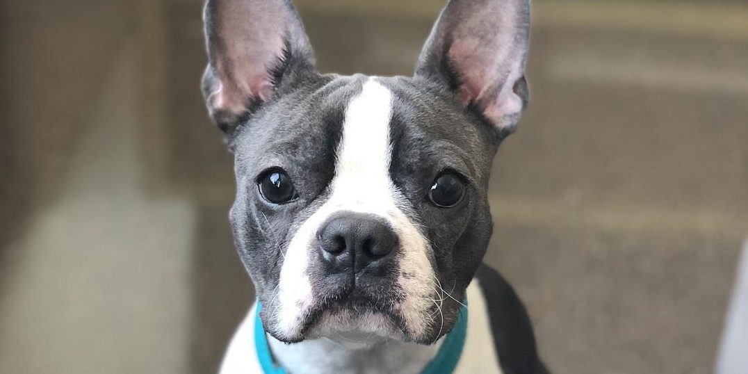 boston terrier