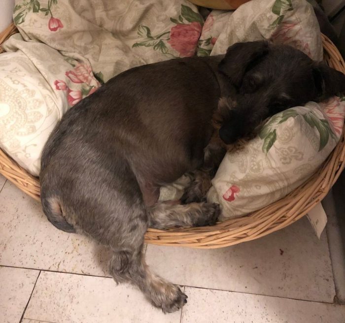 kutya izulet gyógyulás kutya izulet gyógyulás
