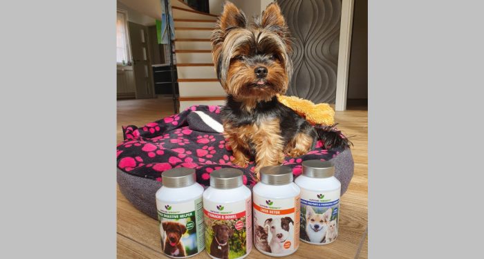 kutya emésztési gondok