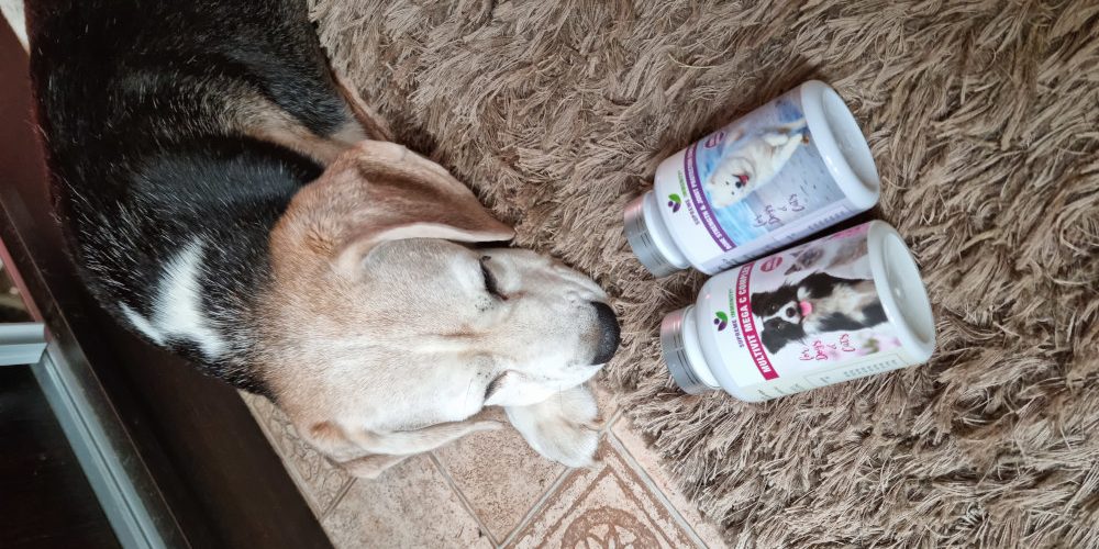 Kutya nyaki porckorongsérv